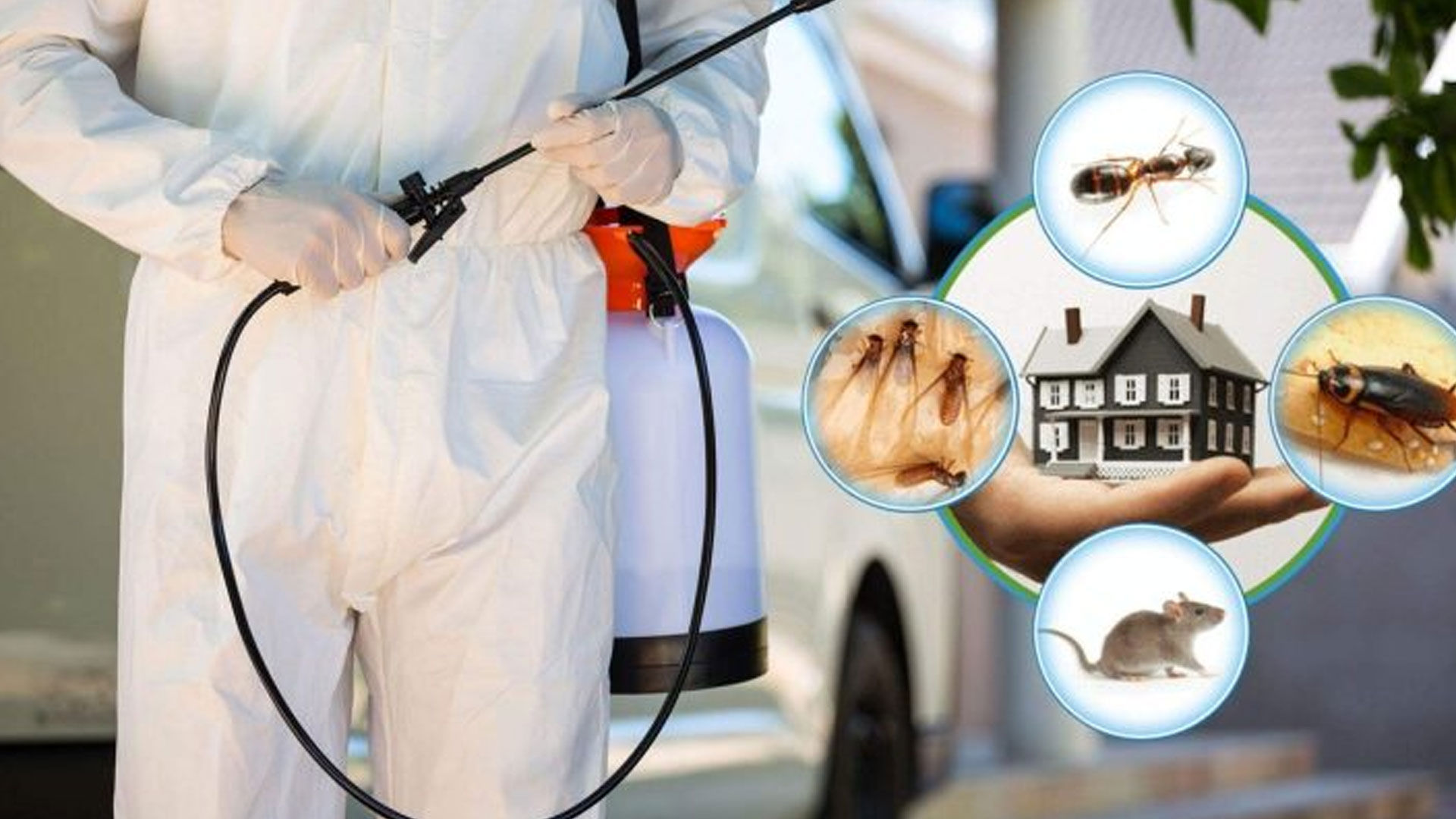 Ant Prevention Tips Tahoe City