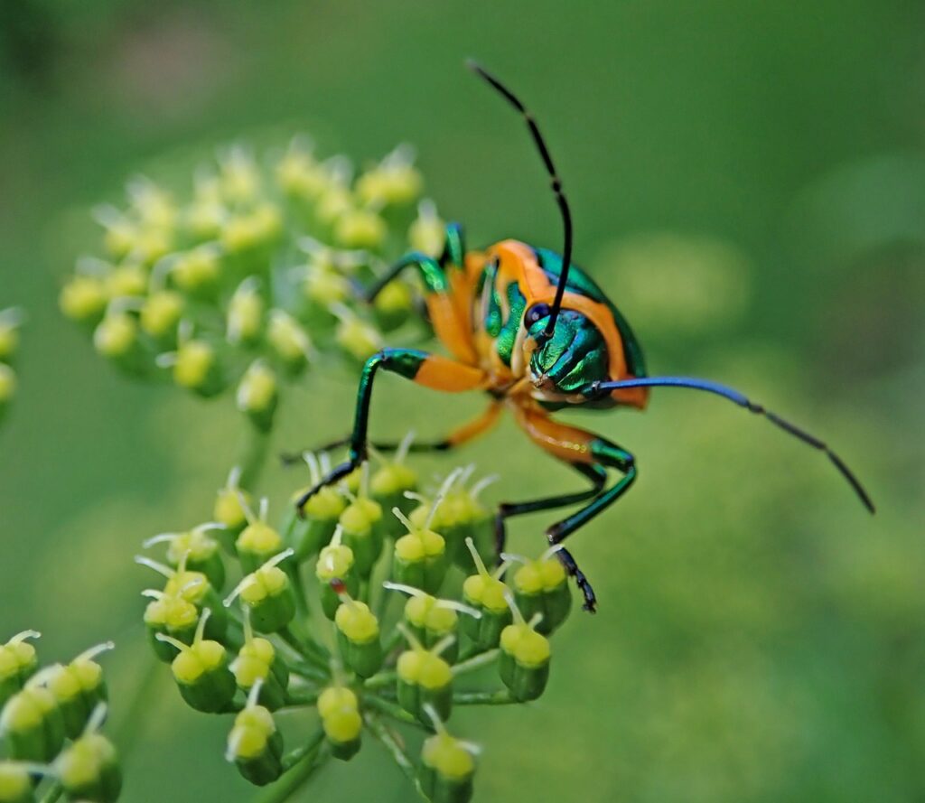 beetle, insect, plant-3881854.jpg