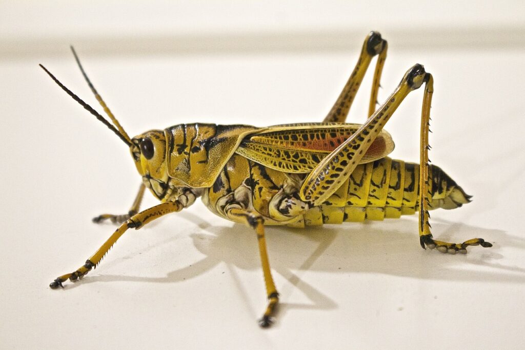 locust, jumping, grasshopper-674064.jpg