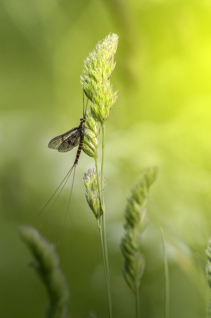 mayfly, macro, insect-4811284.jpg