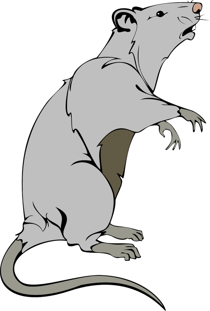 rat, animal, mouse-312047.jpg